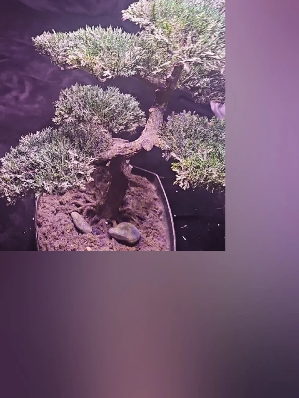 Bonsai Accent Tree in Green - Unbranded